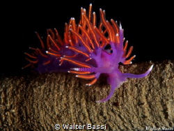 Flabellina ischitana by Walter Bassi 